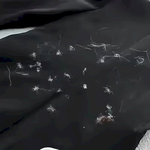 2Pcs Reusable Pet Hair Remover Brush – Double-Sided Static Cleaner for Cats & Dogs, Ideal for Sofa, Carpet & Clothes, Durable Polypropylene Material